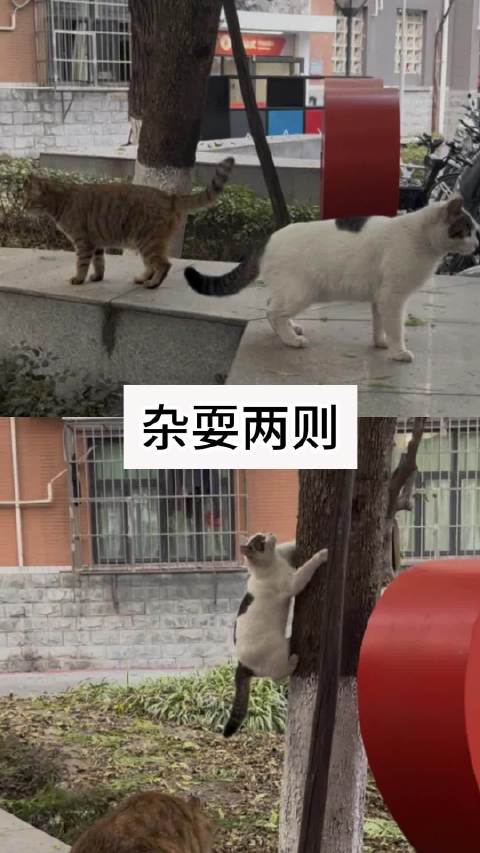 猫咪杂耍两则 看开头猜不到结尾系列，大家给它们打几分！花椒，哪吒