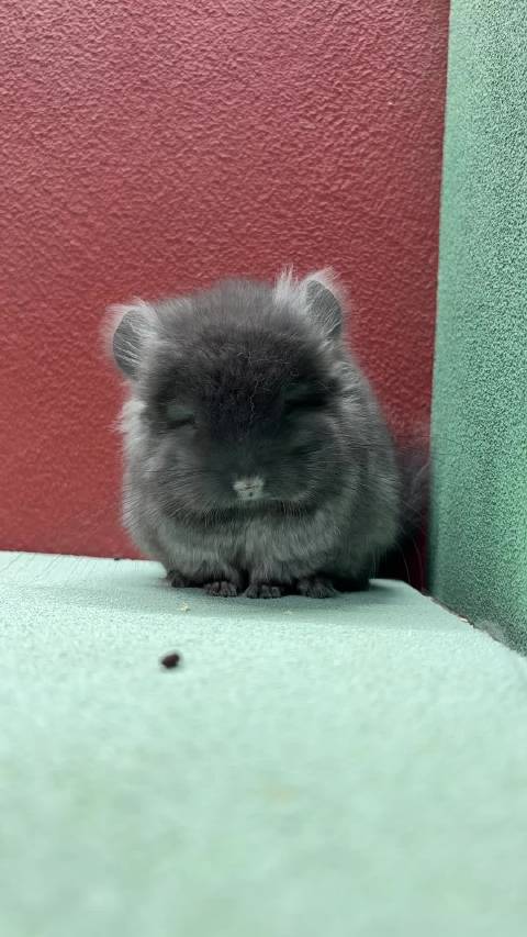 带紫丝绒黑长毛龙猫dd