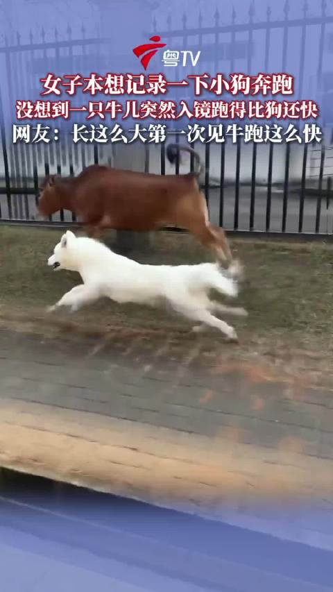 萨摩耶与牛竞速引围观，牛反问兰博基尼车标