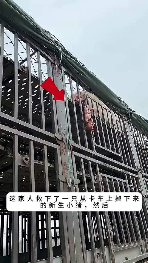 新生小猪从卡车掉落被居民救下