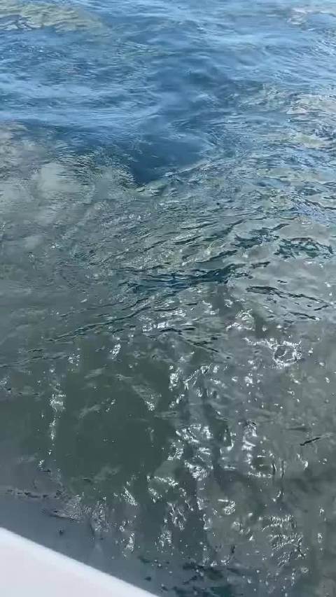 年幼的海豹躲避虎鲸的追杀