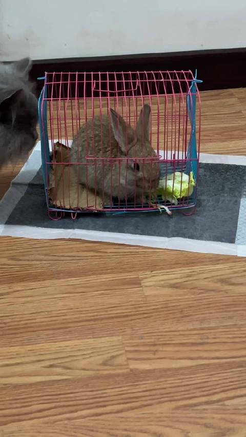 越狱成功的兔子