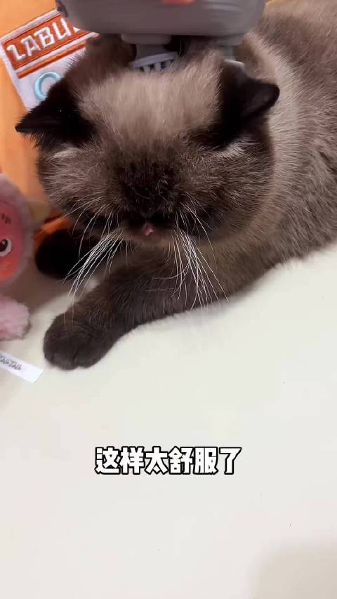 你是懂享受的重点色加菲猫海豹重点色加菲