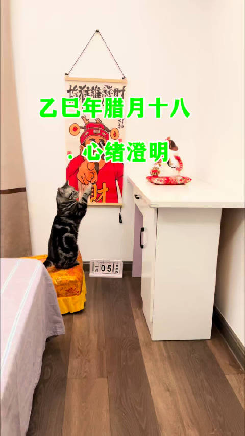 猫咪修行至元婴期主人仍操劳
