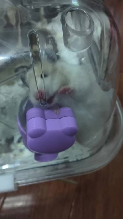 鼠申克的救赎，为了越狱也是拼命了