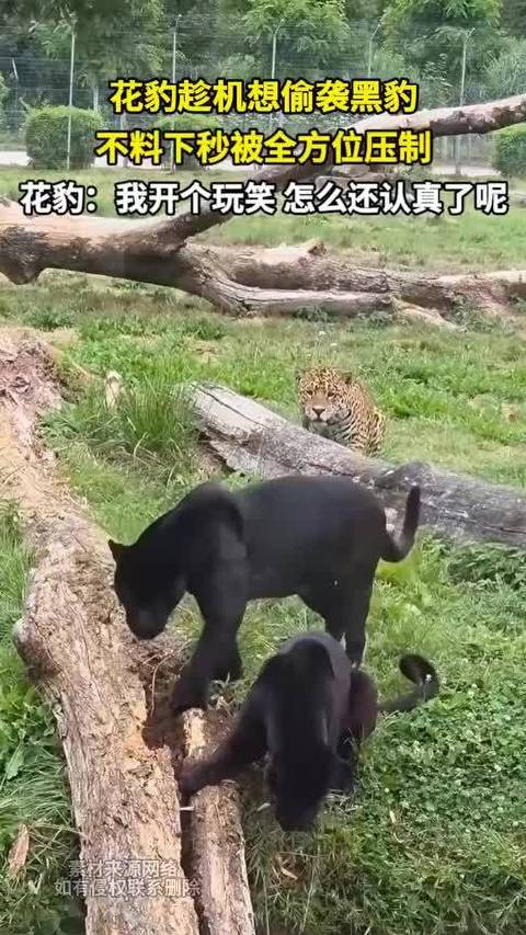 花豹趁机偷袭黑豹 下秒全方位压制 花豹：开个玩笑