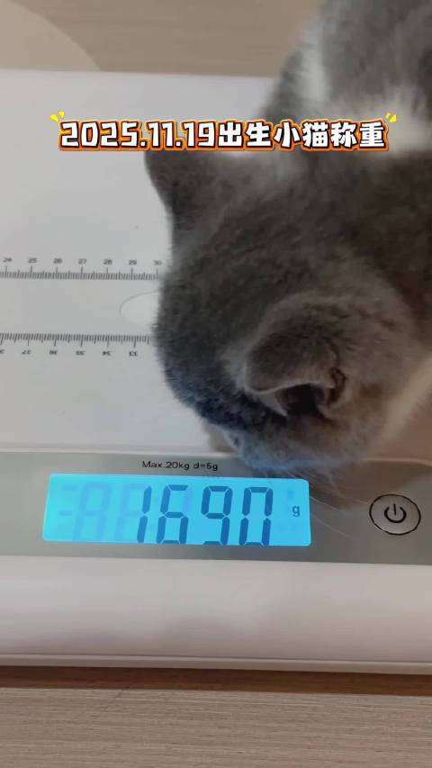 昨晚有个客户要求我称一下薄荷糖的体重（薄荷糖4个月4.7斤）