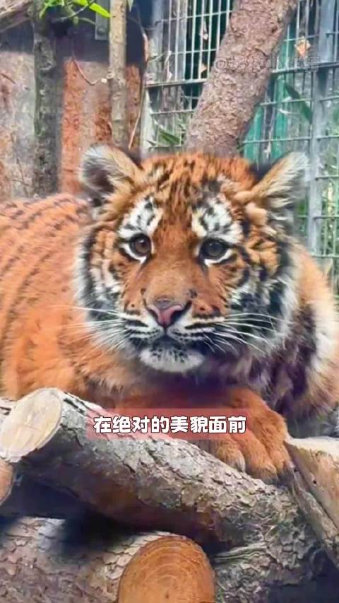 动物世界也看脸，为撒他们长得都这么好看