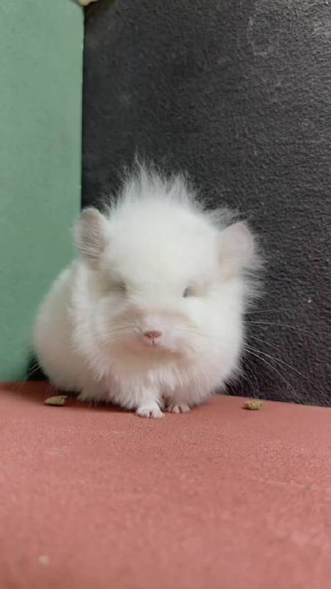 白钻长毛龙猫mm