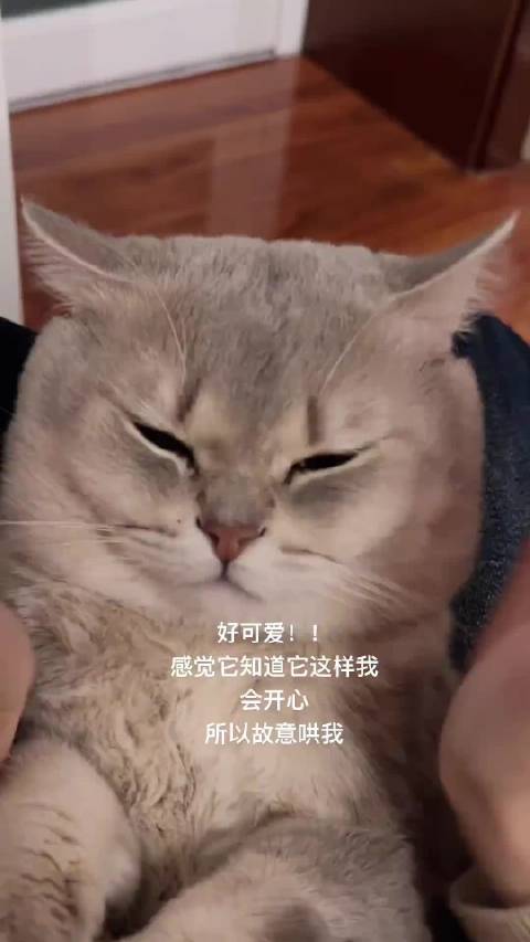 小猫不语，只是一味的开摩托 cr叽里呱呱啊