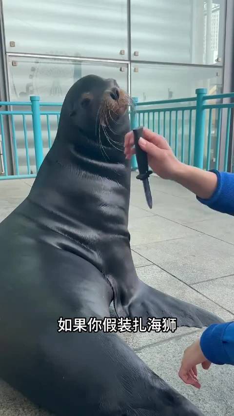 怎么区分海狮和海豹？