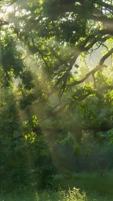 森林驿站倡导慢生活，放下喧嚣静享宁静