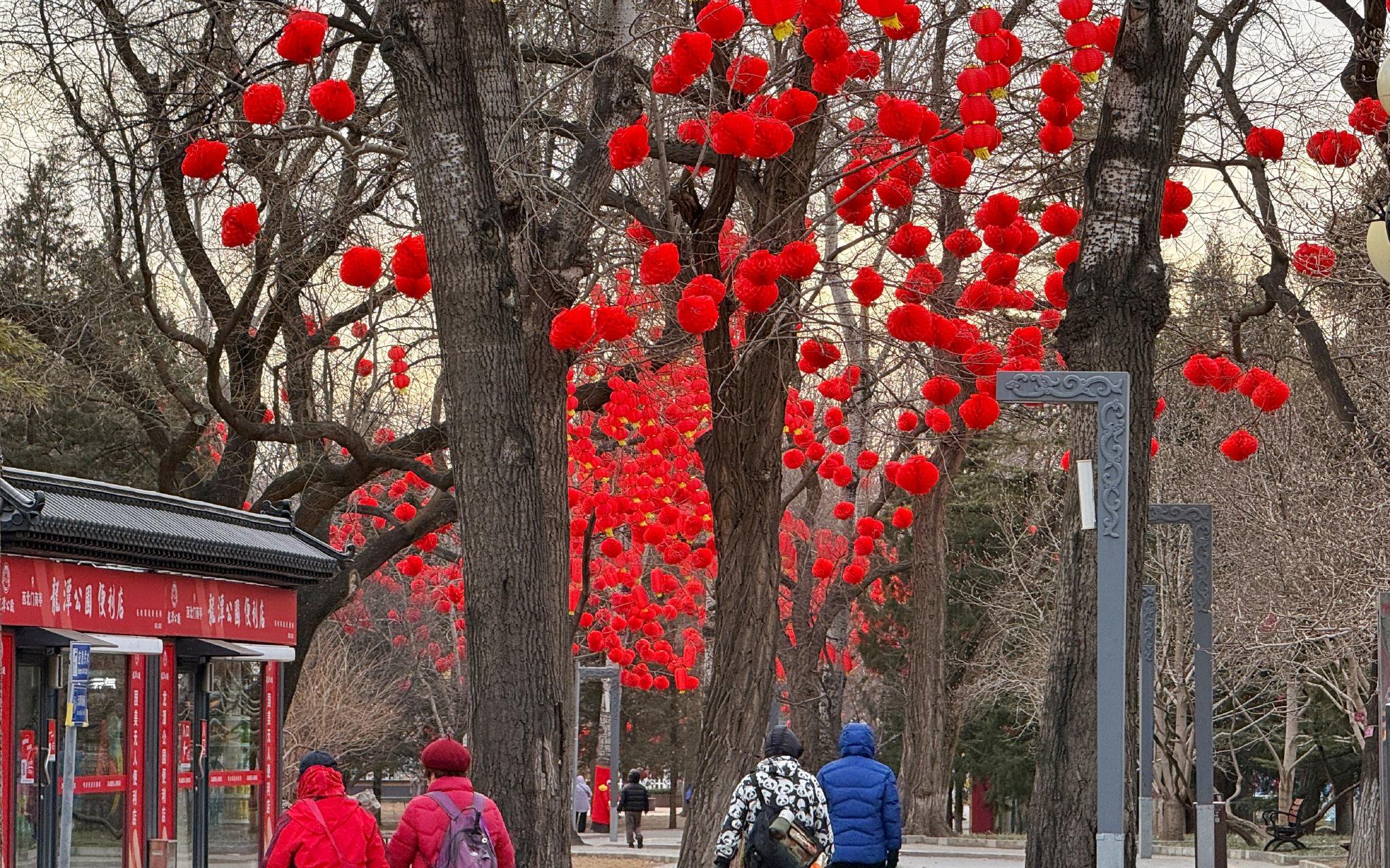 龍潭公園樹上掛滿紅色燈籠。新京報記者 王貴彬 攝
