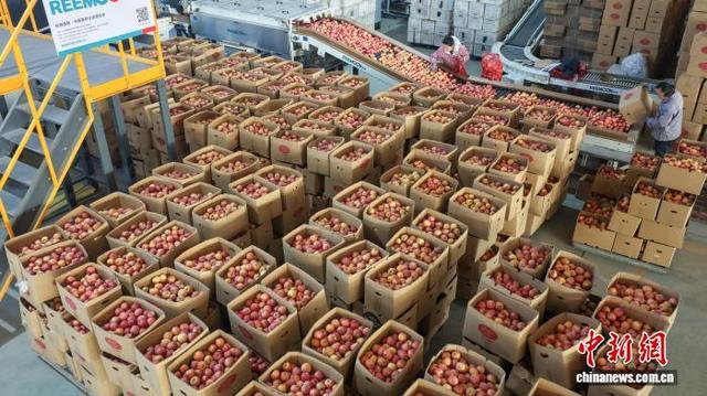 运城市万荣县企业赶制出口苹果订单。(资料图片) 闫鑫 摄