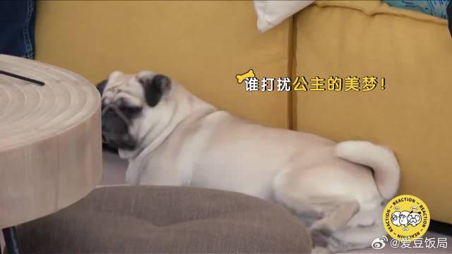 “德云副总”压迫感太强，栾云平一进屋，毛不易秒变乖巧