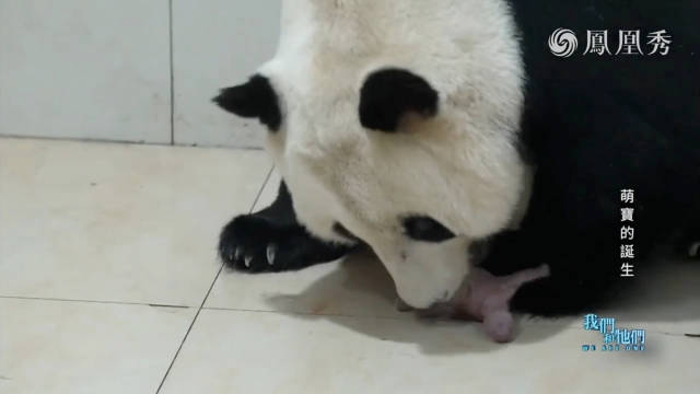 乔家掌门乔大仙女诞下双胞胎乔小九