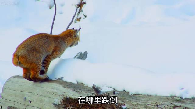 这个解说必须得给97分，小时候的动物世界不是这样的呀