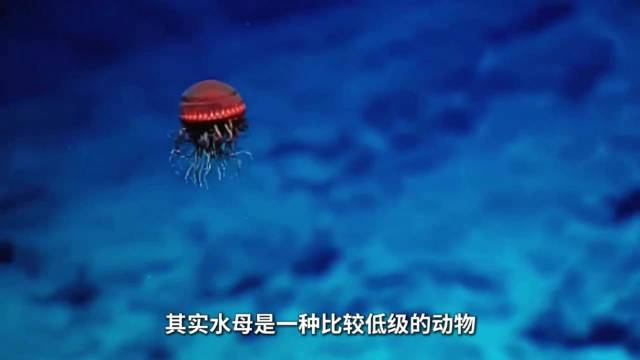 水母存活5亿年无脑无心脏，95%含水量能永生