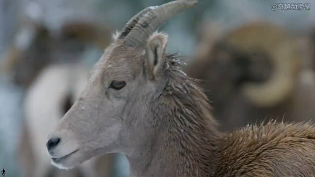 真是每一代人有每一代人的动物世界！又出现了一个无法直视的成语：后会友妻