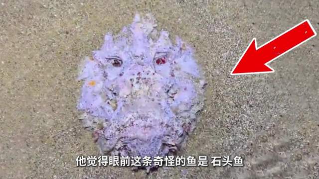 石头鱼伪装礁石偷袭猎物，背刺毒液可致休克