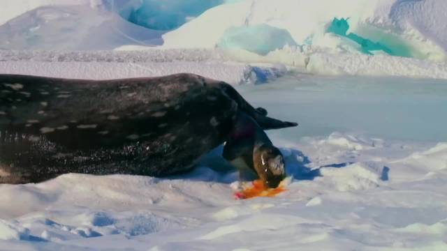 在零下80度的极寒中独自分娩的海豹妈妈过程痛苦到无法想象