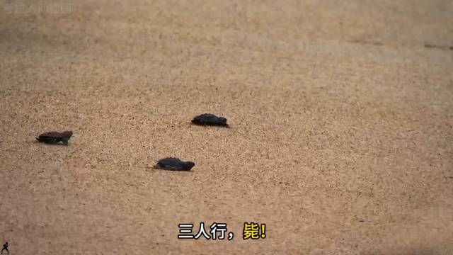 这个解说简直笑死个人，真是一代人有一代人的动物世界