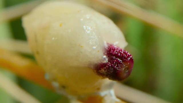 现在的动物世界解说怎么这么好笑啊！