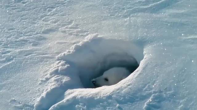 幼崽一旁等候，北极熊擒获海豹，北极狐羡慕不已！北极熊捕猎能力真强！