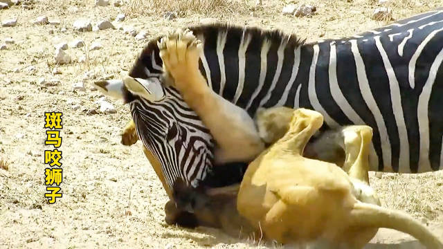 斑马遇袭同类冷漠围观，非洲野牛团结反击对比鲜明