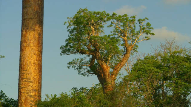 检查森林 Inspecting the Forest 纪录片品鉴团