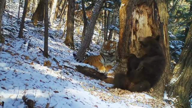 35年制作58分钟动物世界视频，00后视角展现奇妙生物圈