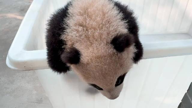 大熊猫芊逸越狱 来源：上野