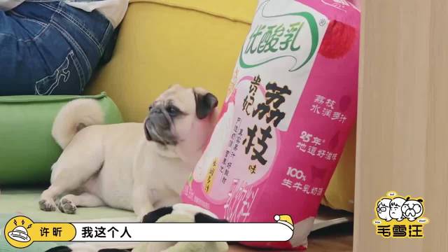 许昕对毛不易抱怨，老婆追星毛毛，竟还让我唱我说拉倒吧