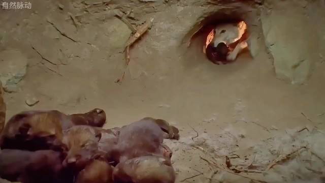 女狼王经历万般痛苦，独自产下了6只小幼崽！动物世界