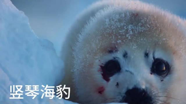 竖琴海豹妈妈哺育幼崽10余天后独自游向北极