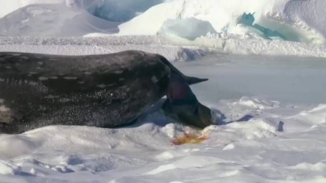 威德尔海豹南极零下60℃生存奇迹，厚毛脂肪层抵御极寒