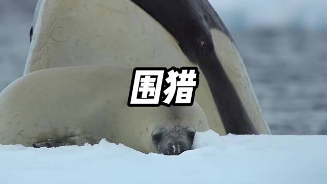 浮冰生死局：一头海豹的 4 小时绝地逃亡