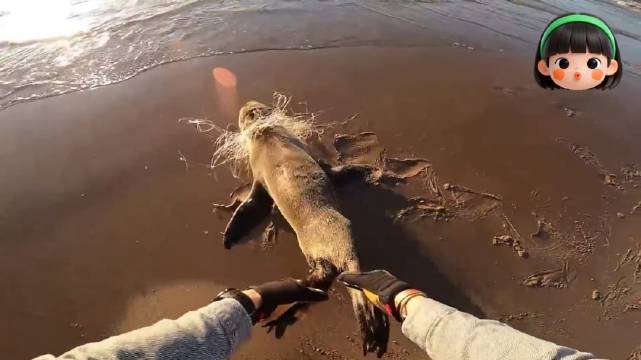 海狮: 矛盾的两脚兽，又要杀我，又要救我