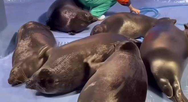 海豹群聚相互挠背解痒