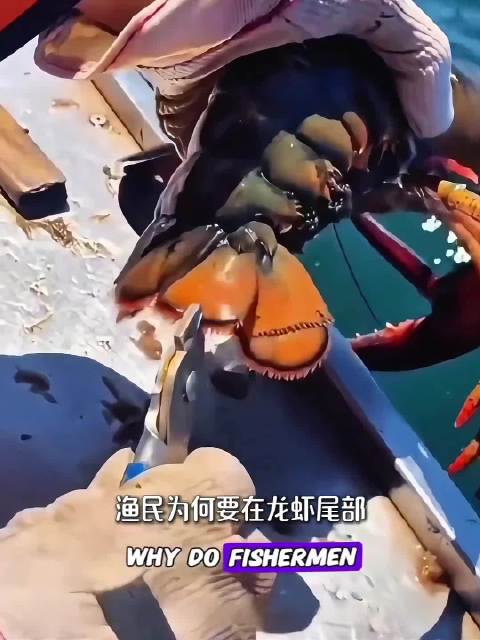 原来捕到母龙虾是要放生的，而且还要做好标记