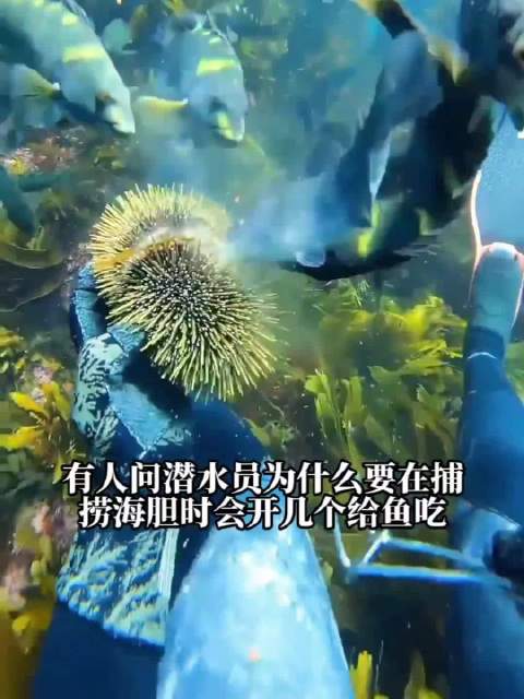捕捞海胆时先开几个给鱼吃，鱼会带路