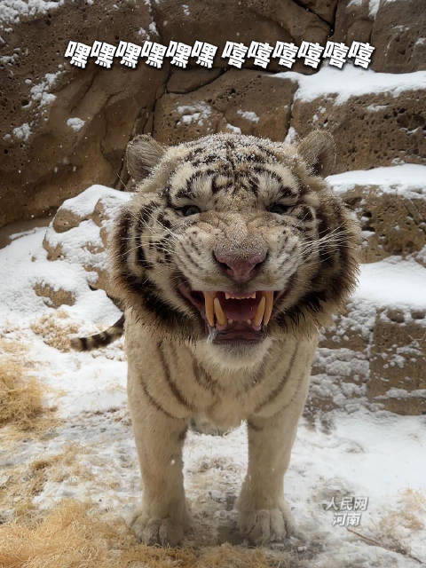 企鹅海豹老虎雪中撒欢，广东冷空气周末再袭