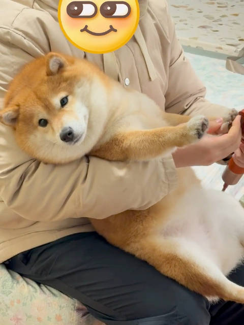 烘烤小猪蹄 麻烦师傅搞快点，小狗我赶时间 ：珍珠珍珠小珍珠