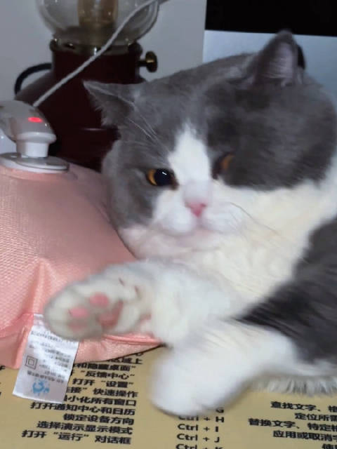 看来以后充热水袋得背着点猫了！