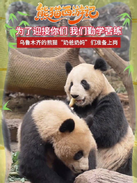 乌鲁木齐的熊猫“奶爸奶妈”们准备上线