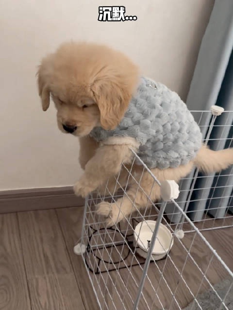 越狱失败的小金毛