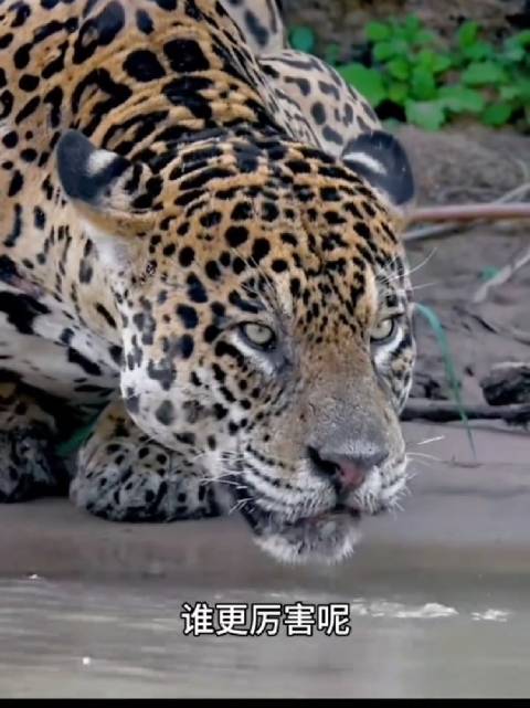美洲豹咬合力称霸猫科，猎豹沦为食物链打工仔
