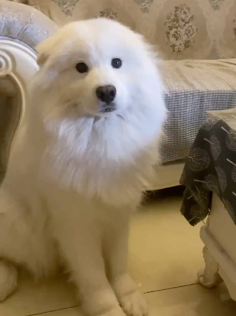 被训时，萨摩耶会把耳朵藏起来，伪装成海豹的模样