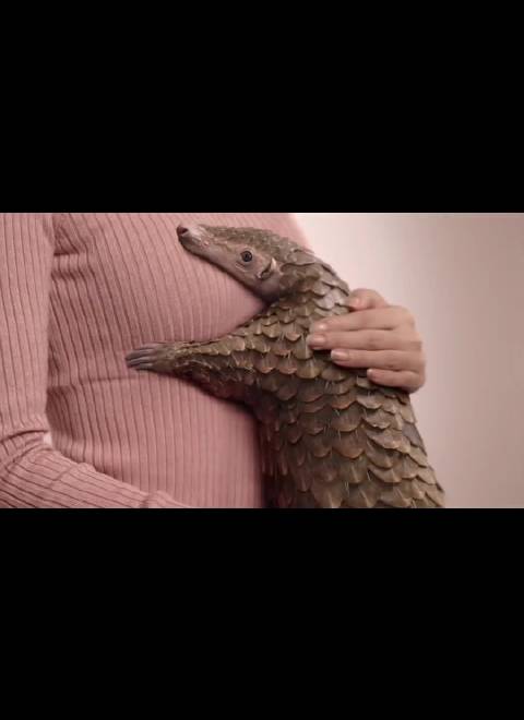 Angelababy在抖上保护穿山甲的视频又出圈了