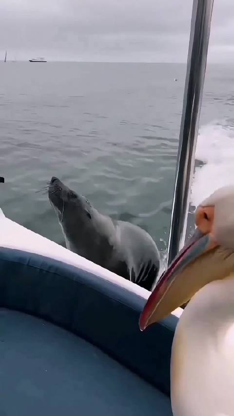 鹈鹕和海豹搭顺风船，海豹一上船就呼呼大睡，这是一点儿都不见外呀